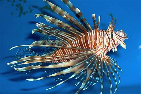 12 Year Old Scientist Helps Prove Invasive Lionfish Can Survive In
