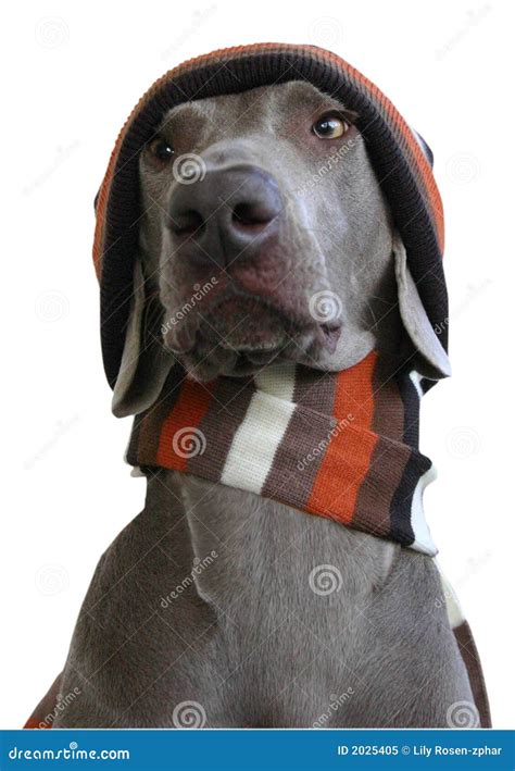 Front Face Of Dog With Hat And Scarf Royalty Free Stock Photo Image