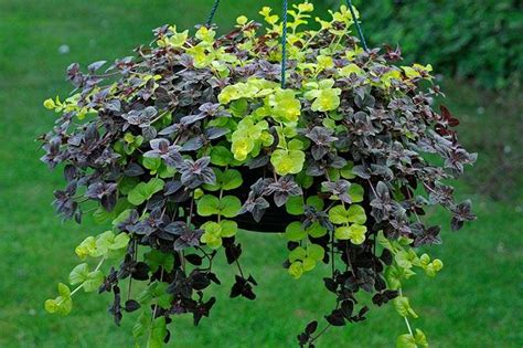 Top 16 Evergreen Trailing Plants For Hanging Baskets Garden Junkie