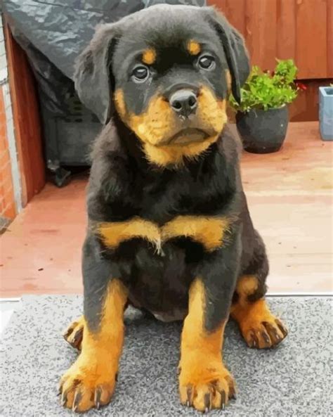 Rottweiler Puppy Paint By Numbers Numeral Paint Kit