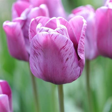 Buy Single Late Tulip Bulbs Tulipa André Rieu Delivery By Waitrose