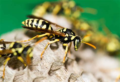 Identifying Wasps By Their Nests Green Pest Services
