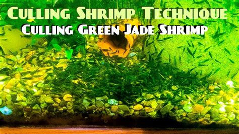Culling Shrimp Technique Culling Green Jade Shrimp YouTube