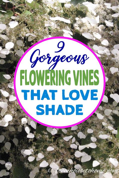 Shade loving vines for zone 9. 9 of the Best Flowering Vines For Shade | Flowering vines ...