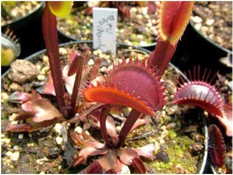 Exotic Plants Dionaea Muscipula Red Piranha Dionea Atrapamoscas O Venus Atrapamoscas 5