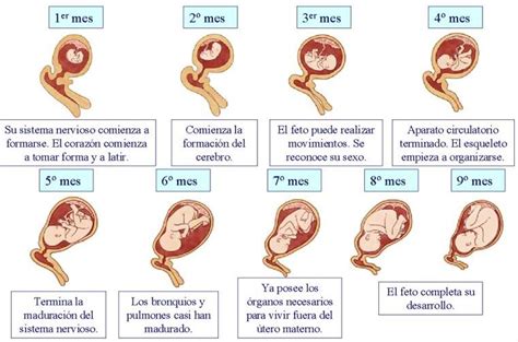 Conoce tu proceso durante el embarazo y como cuidar a tu bebé