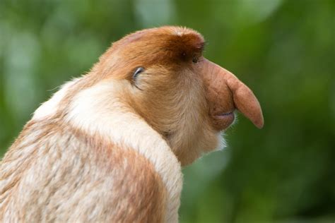 The Bigger The Nose The More Sex These Monkeys Have