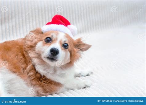 Funny Dog In Santa Hat Concept New Year And Christmas 2021 Stock
