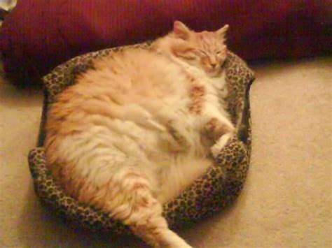 Fat Cat Fat Cat Cat Chubby Cute Fat Garfield Kitten Orange