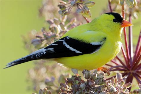 Most Common Backyard Birds In The Us