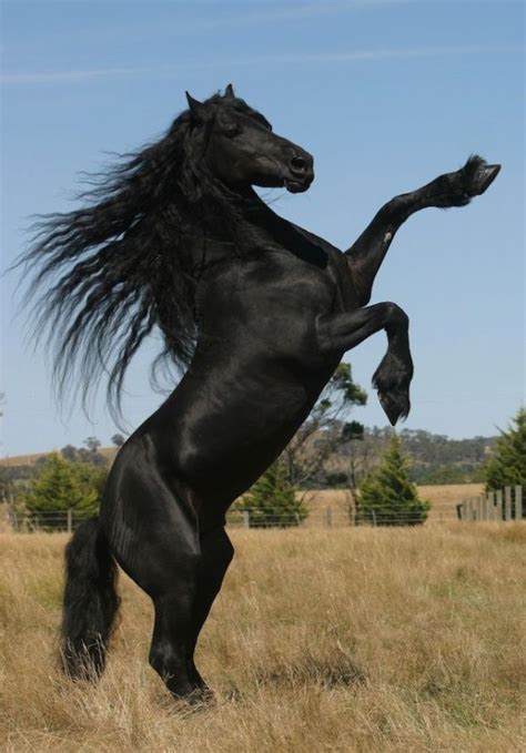 25 Beautiful Black Horse Pictures Meowlogy Horses Friesian Horse
