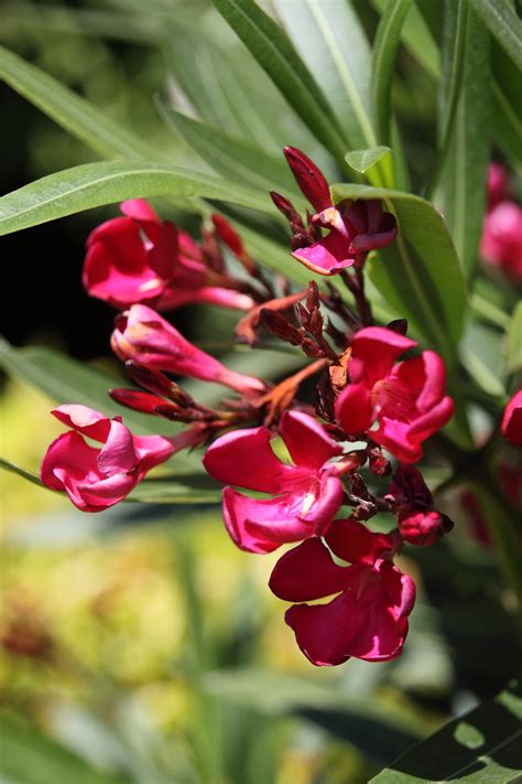 Learn about the potential benefits of oleander including contraindications, adverse reactions, toxicology, pharmacology and historical usage. Nerium oleander - Oleander - De Tuinen van Appeltern