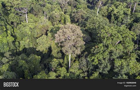 Rainforest Aerial Image And Photo Free Trial Bigstock