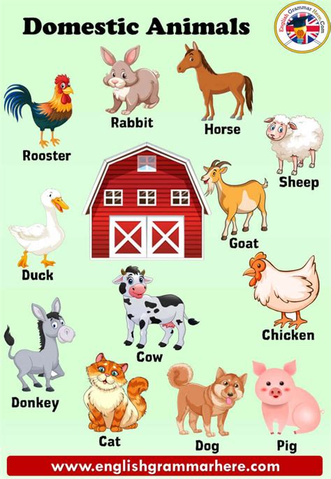 Pet Animals Name List With Picture Anna Blog