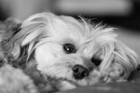 Free Images Black And White Puppy Animal Pet Close Up