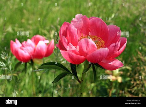 Two Pink Peonies Stock Photo Alamy