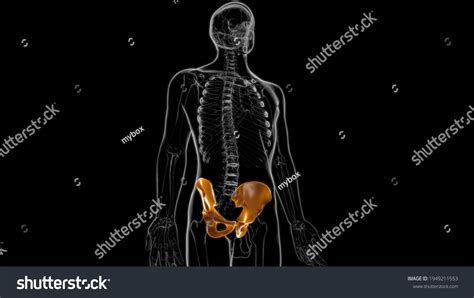 Human Skeleton Hip Pelvic Bone Anatomy Stock Illustration 1949211553