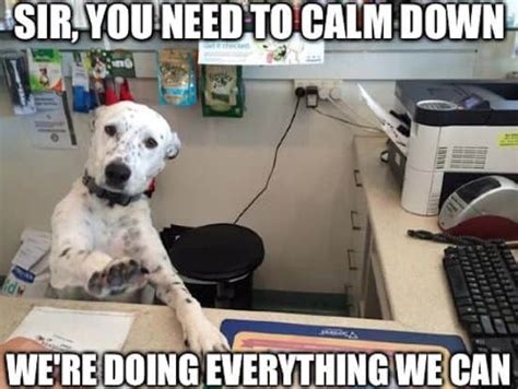 🐶 35 Funniest Service Dog Memes Guaranteed To Lol 🤣 Doggypedia
