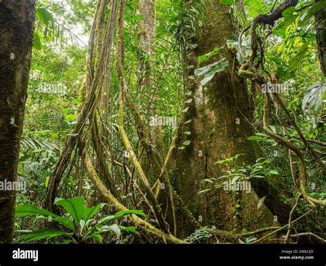 Rainforest Tree Tangled In Lianas And Aerial Roots Orellana Province