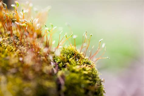 Moss Flowers In Spring Stock Image Image Of Flower Moss 85323291
