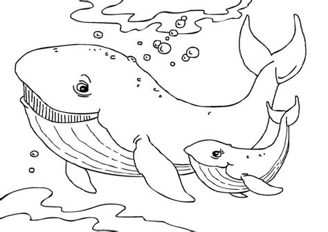20 Free Printable Whale Coloring Pages