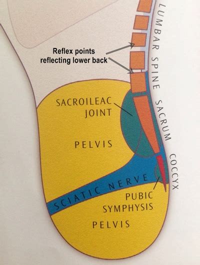 Reflex Points Of Lower Back Reflexology To Help Spine Pain Reflexology