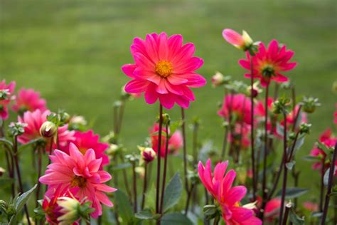 Selective Focus Photography Of Pink Dahlia Flowers · Free Stock Photo