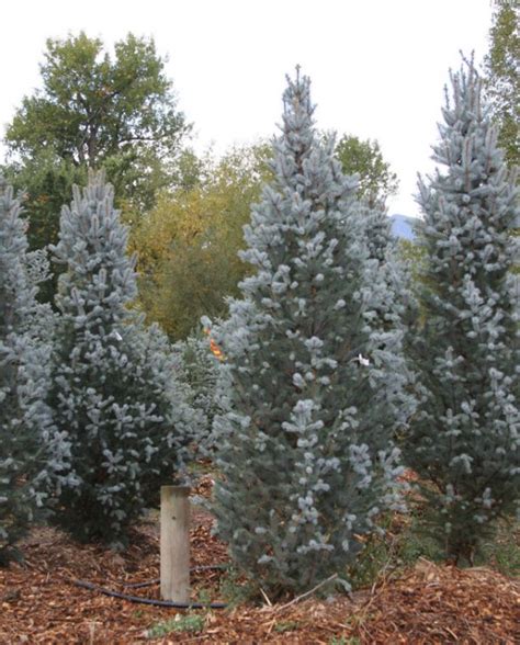 Spruce Columnar Colorado Blue Totem Creekside Tree Nursery