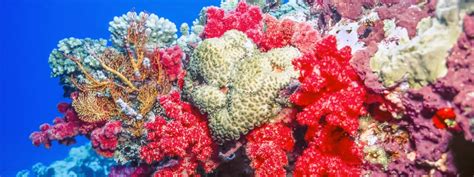 Reasons To Visit Rainbow Reef Fiji Escapewithpro Com
