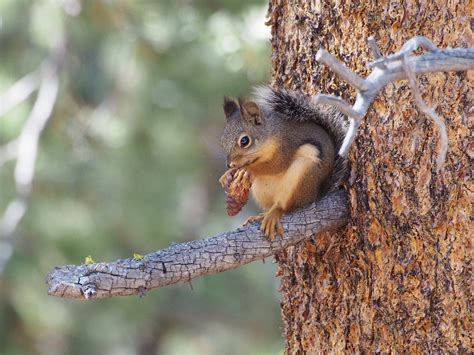 Pine Squirrels Love Love Love Their Pines Welcome