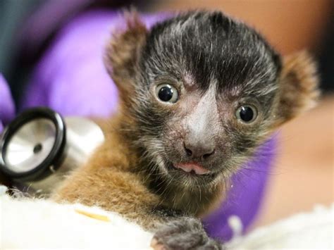 Critically Endangered Lemurs Born At Nashville Zoo Zooborns