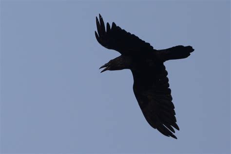 Maryland Biodiversity Project Common Raven Corvus Corax