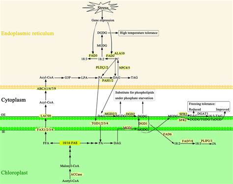Plant Fatty Acid Metabolism Pathway Model Pldζ12 Phospholipase D12
