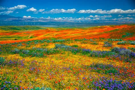 God Spilled Buckets Of Paint Antelope Valley Poppy Reserve Superbloom