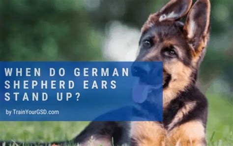 When Do German Shepherd Ears Stand Up 4 Steps To Fix Floppy Ears