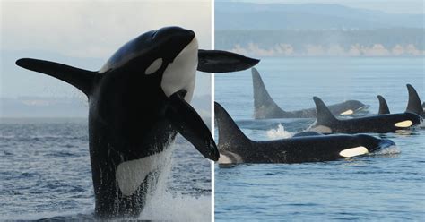 Male Killer Whales Are More Likely To Die If They Dont Have Friends