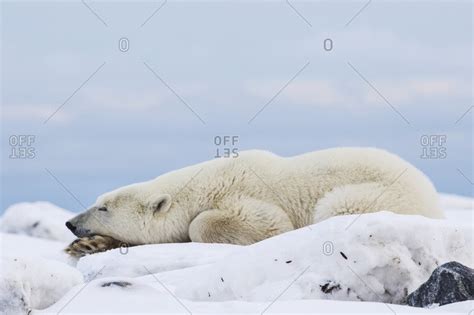 Polar Bear Ursus Maritimus Lying Down On The Hudson Bay Coastline