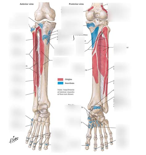 Muscles Of The Leg Oian Diagram Quizlet