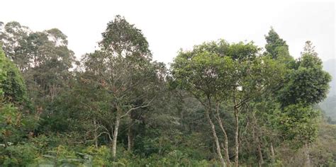 Griffin, definisi manajemen adalah proses perencanaan, organisasi. Pengertian hutan menurut undang-undang - Jurnal Bumi