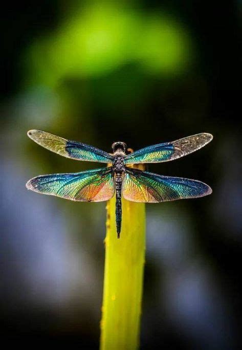Dragon Fly Rainbow Colors With Images Dragonfly Damselfly