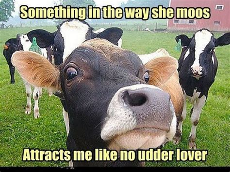 47 Very Funny Cow Meme S Pictures And Photos Picsmine