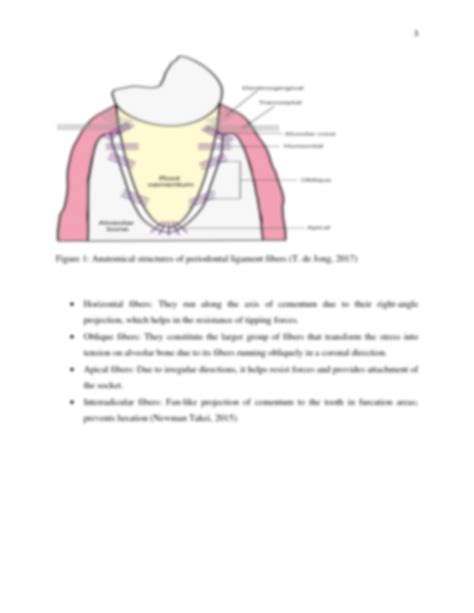 Solution Assignment 2 Periodontal Ligament Edited Studypool