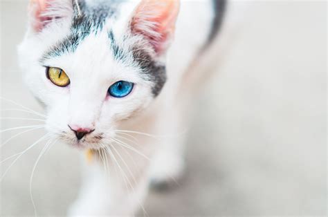 Although polydactyly, a genetic abnormality that results in extra digits, is more common in certain geographic regions of the world, it can affect any breed of cat, male. Mixed and Domestic Cat Breed Profile
