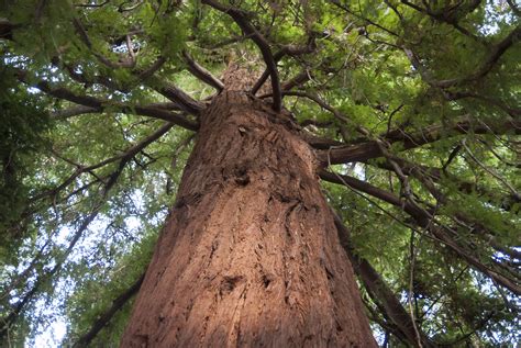 The 25 Tallest Trees In The World