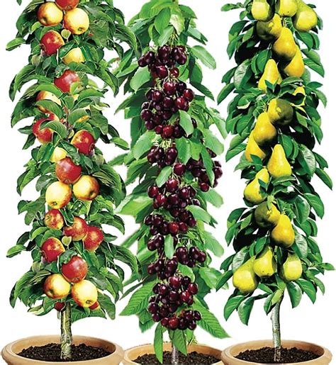 Easylife 3 Pillar Fruit Trees 1x Cherry Tree 1x Apple Tree 1x Pear