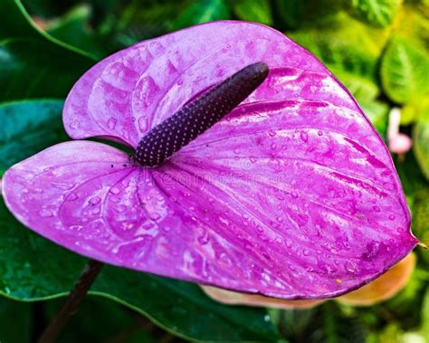 Purple Anthurium Tropical Flower With Leaves Background Stock Image