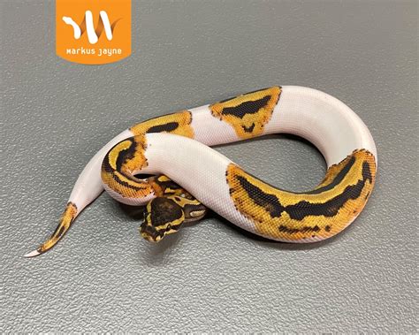 Piebald Ball Python Traits Morphpedia