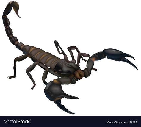 Scorpion Royalty Free Vector Image VectorStock