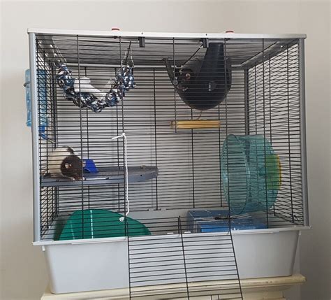 2 Female Rats Cage And Accessories In Lee On The Solent Hampshire