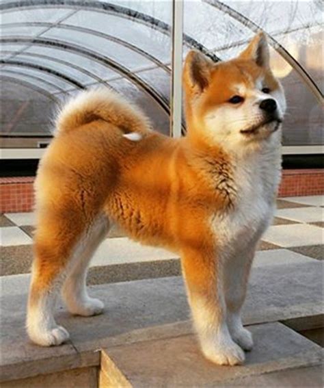 Japanese Akita Inu Akita Dog Akita Puppies Dog Breeds